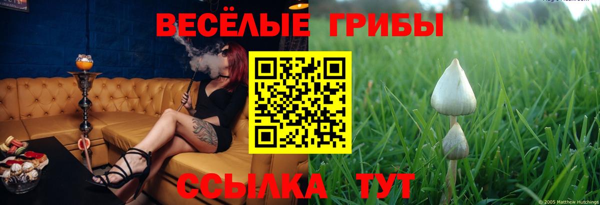 Псилоцибиновые грибы мицелий Обнинск